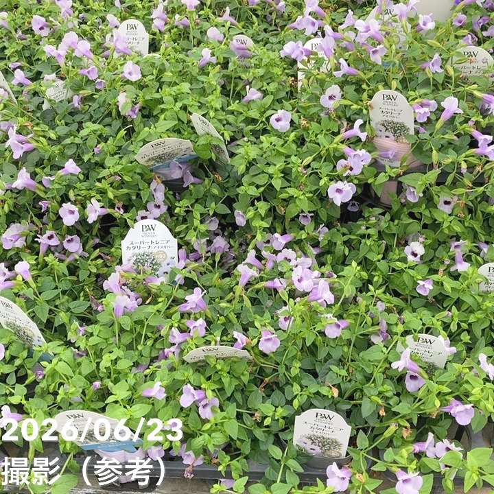 PW スーパートレニア カタリーナ アイスリバー 3～3.5号×3株セット PVP