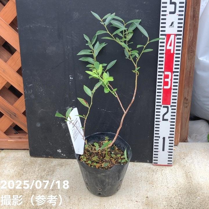 ブルーベリー ラビットアイ系 フロリダローズ 4.5～5号 PVP｜果樹10-TU