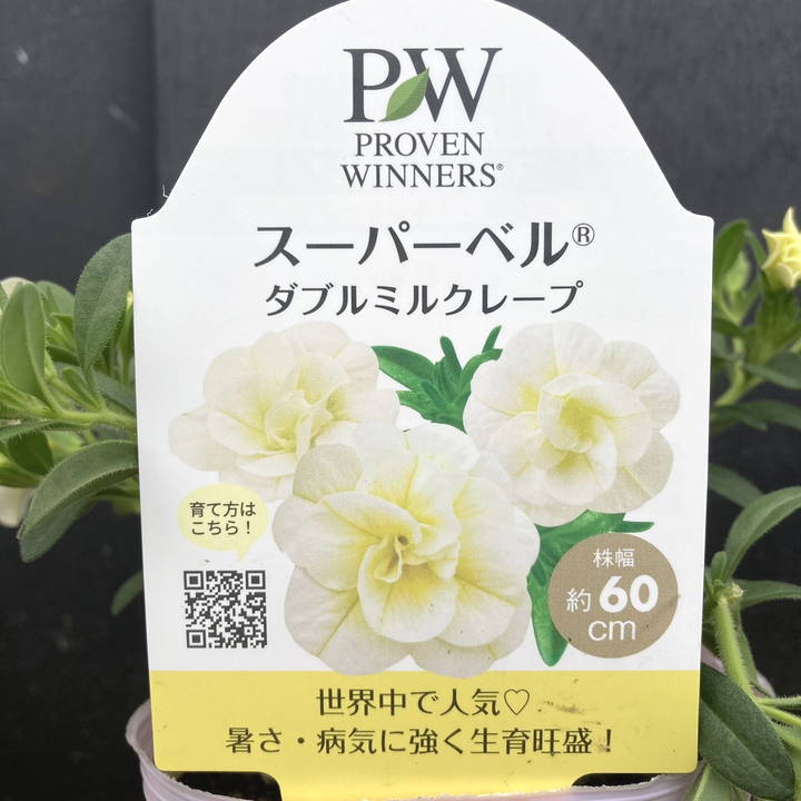 PW スーパーベル ダブルミルクレープ 3.5号×3株セット｜草花04-PA