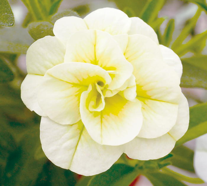 PW スーパーベル ダブルミルクレープ 3.5号×3株セット｜草花04-PA