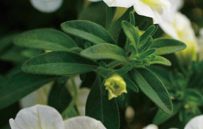 TORNADOMARTフラワーコンビ3ベルトハーフブーホワイト最終値下げ明日まで TORNADO MART（トルネードマート） 17万 新品 L ファーコンビN-3B