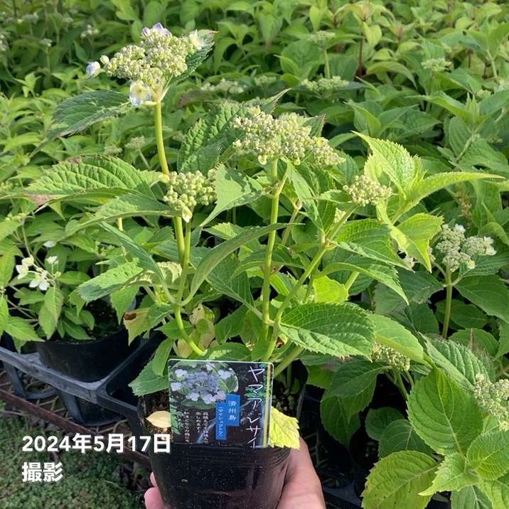 ヤマアジサイ 4号 済州島 サイシュウトウ（13）｜花木01-D1 | 赤塚