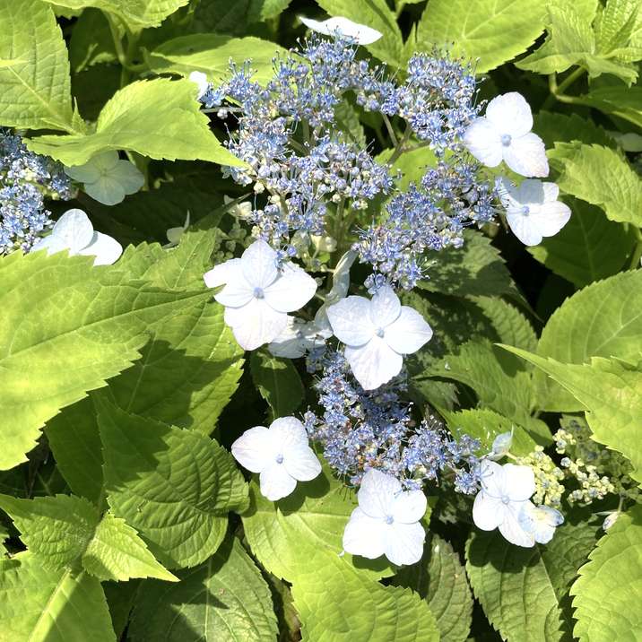 もり子　ヤマアジサイ ヤマアジサイ 4号 済州島 サイシュウトウ（13）｜花木01-D1 | 赤塚