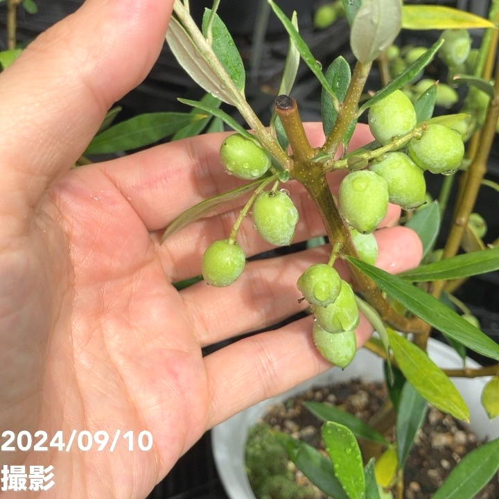 実付き＞オリーブ 6号 コロネイキ｜果樹04-PA | 果樹 | 赤塚植物園