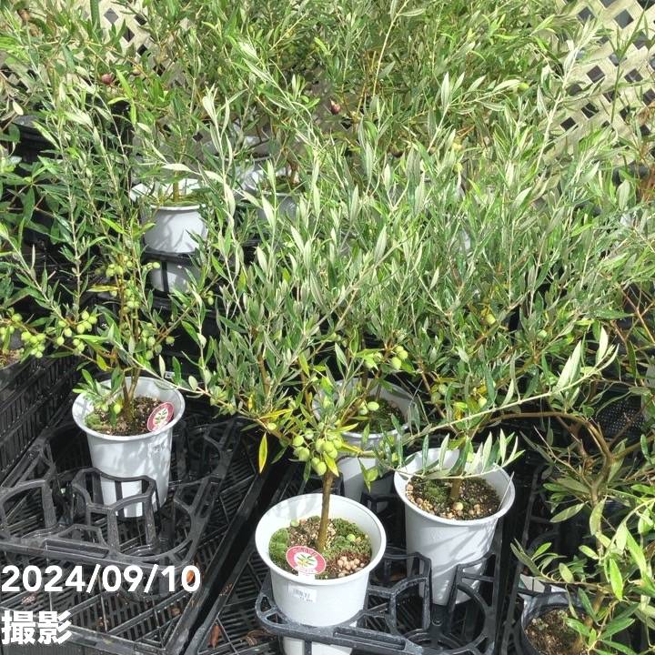 実付き＞オリーブ 6号 コロネイキ｜果樹04-PA | 果樹 | 赤塚植物園