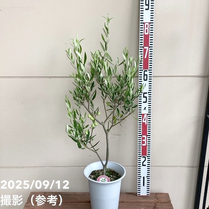実付き＞オリーブ 6号 コロネイキ｜果樹04-PA | 果樹 | 赤塚植物園