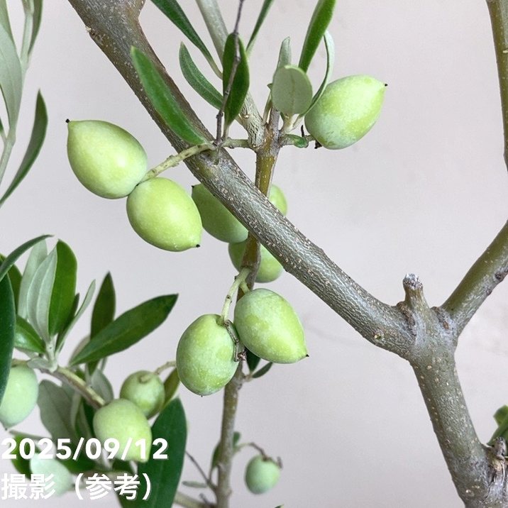 実付き＞オリーブ 6号 コロネイキ｜果樹04-PA | 果樹 | 赤塚植物園