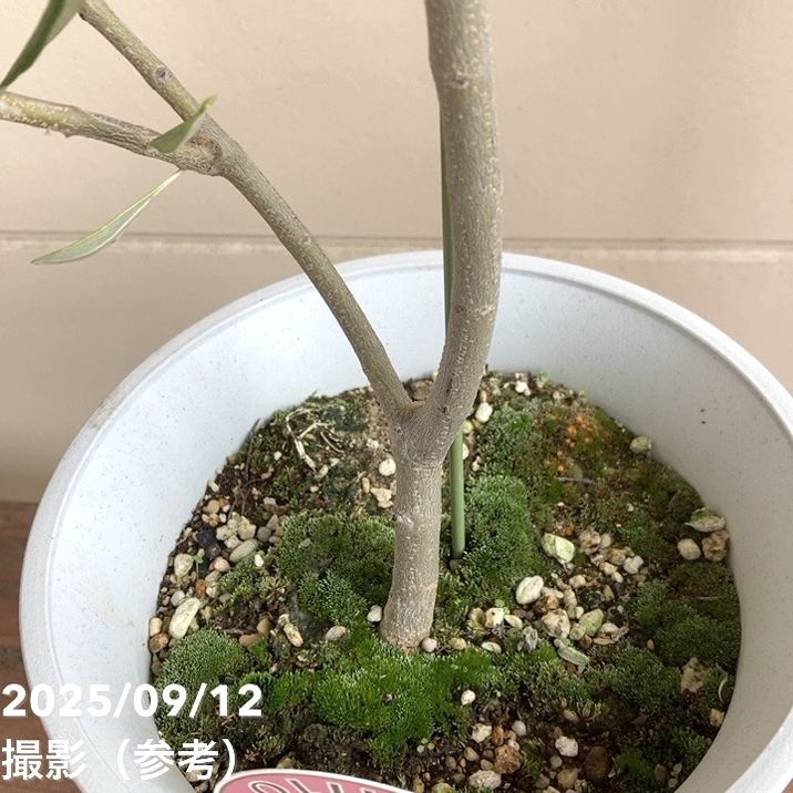実付き＞オリーブ 6号 コロネイキ｜果樹04-PA | 果樹 | 赤塚植物園