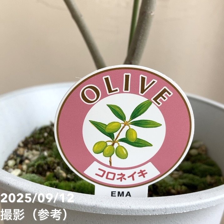 実付き＞オリーブ 6号 コロネイキ｜果樹04-PA | 果樹 | 赤塚植物園
