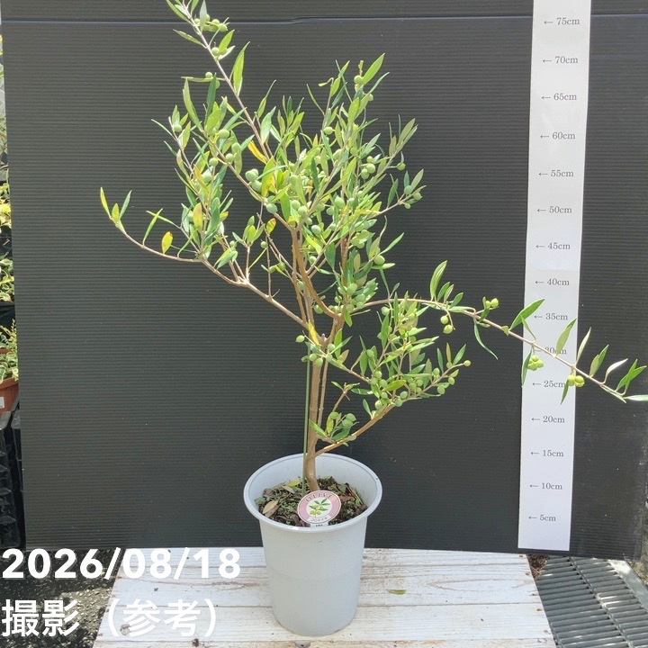 実付き＞オリーブ 6号 コロネイキ｜果樹04-PA | 果樹 | 赤塚植物園