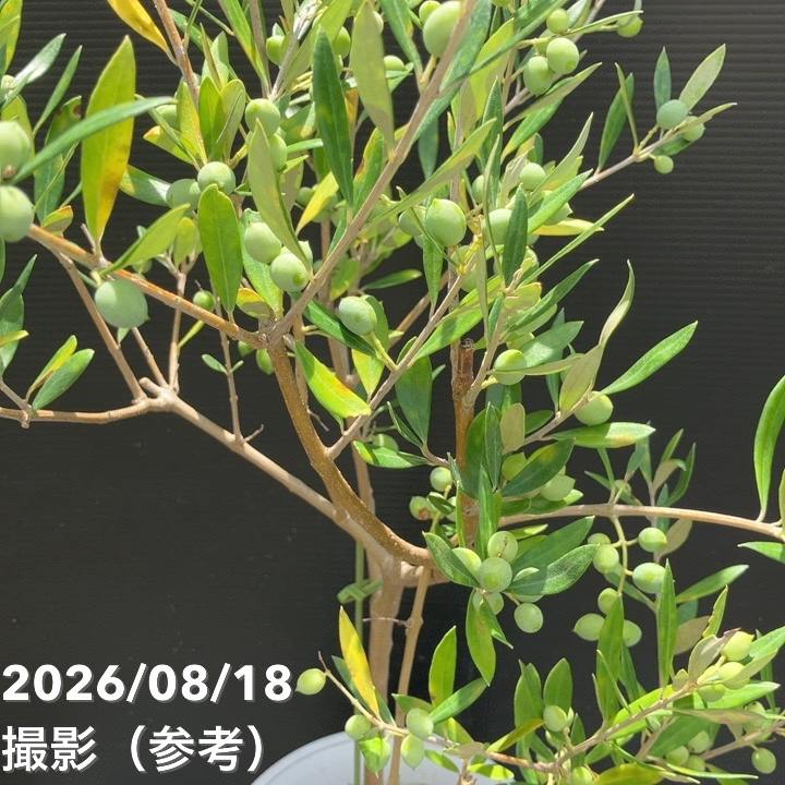 実付き＞オリーブ 6号 コロネイキ｜果樹04-PA | 果樹 | 赤塚植物園