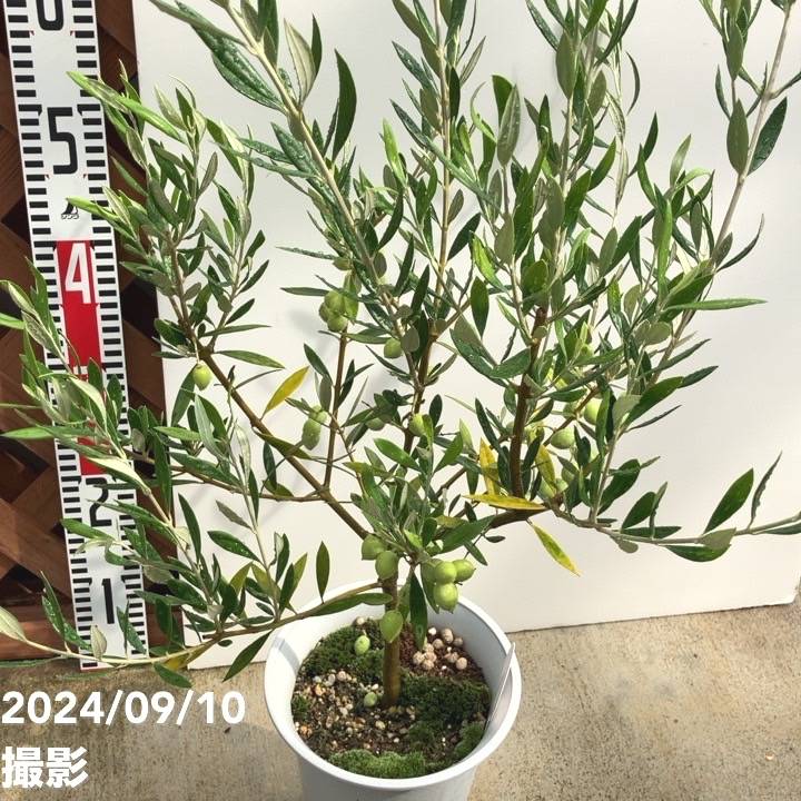 実付き＞オリーブ 6号 コロネイキ｜果樹04-PA | 果樹 | 赤塚植物園