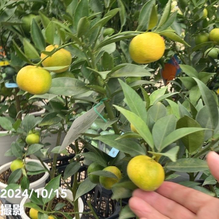 実付き＞すだち 6号｜柑橘｜果樹10-TU | 果樹,柑橘 | 赤塚植物園