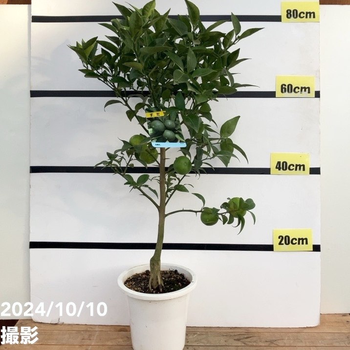 実付き＞すだち 6号｜柑橘｜果樹10-TU | 果樹,柑橘 | 赤塚植物園