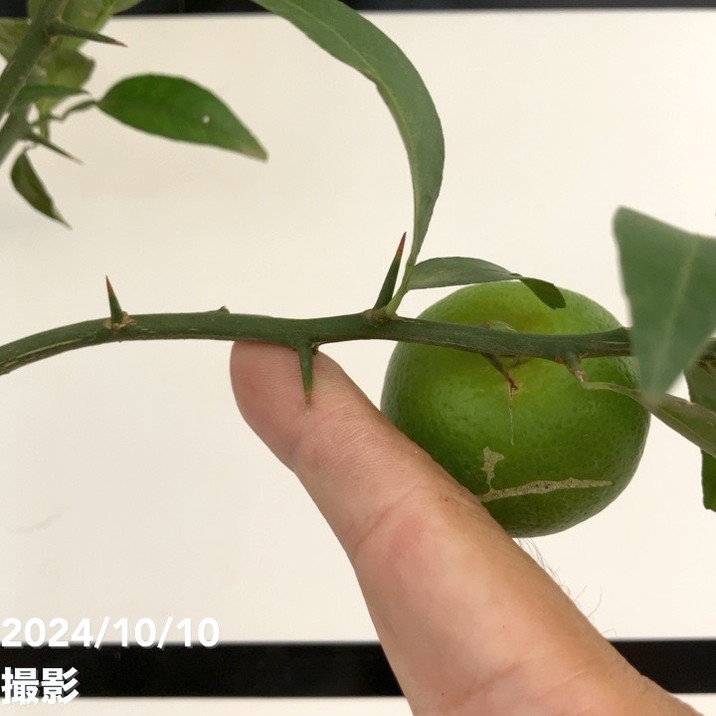 実付き＞すだち 6号｜柑橘｜果樹10-TU | 果樹,柑橘 | 赤塚植物園