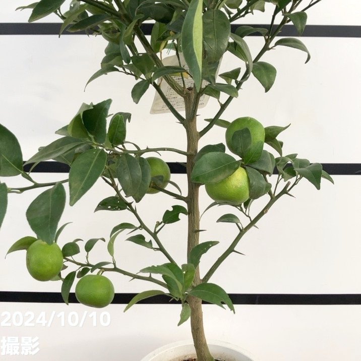実付き＞すだち 6号｜柑橘｜果樹10-TU | 果樹,柑橘 | 赤塚植物園