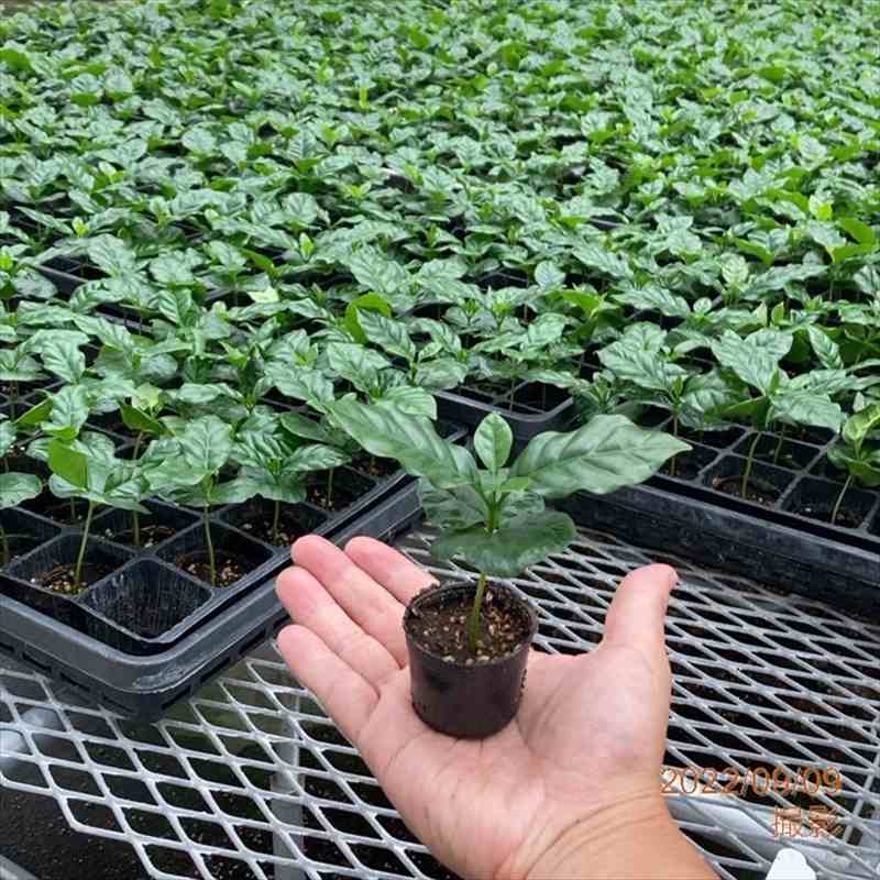 コーヒーの木 4号(3本植え)白プラ鉢|観葉02-D2