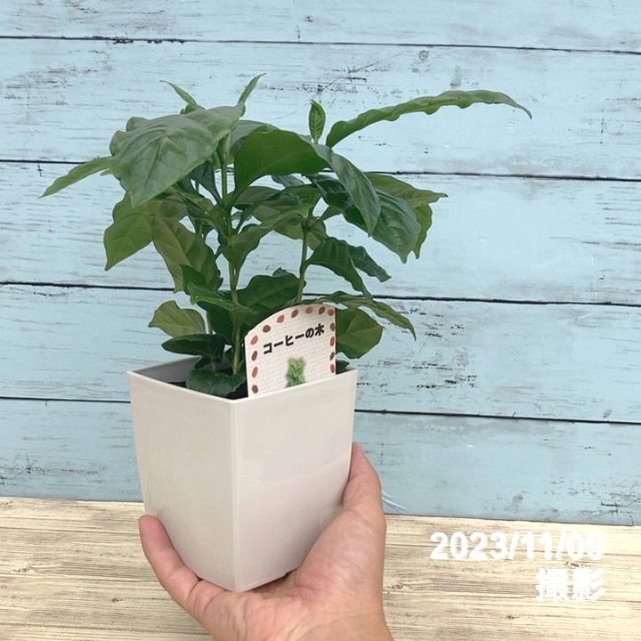 コーヒーの木 4号(3本植え)白プラ鉢|観葉02-D2
