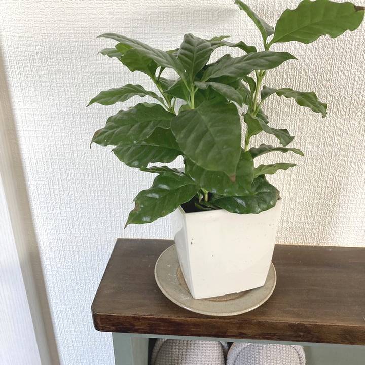 コーヒーの木 4号(3本植え)白プラ鉢|観葉02-D2