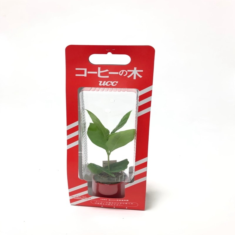 コーヒーの木 4号(3本植え)白プラ鉢|観葉02-D2