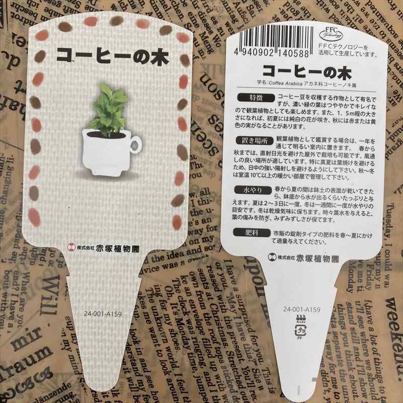 コーヒーの木 4号（3本植え）白プラ鉢｜観葉02-D2 | 観葉・多肉