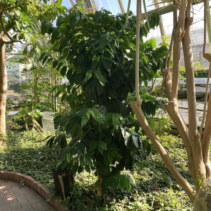 コーヒーの木 4号(3本植え)白プラ鉢|観葉02-D2