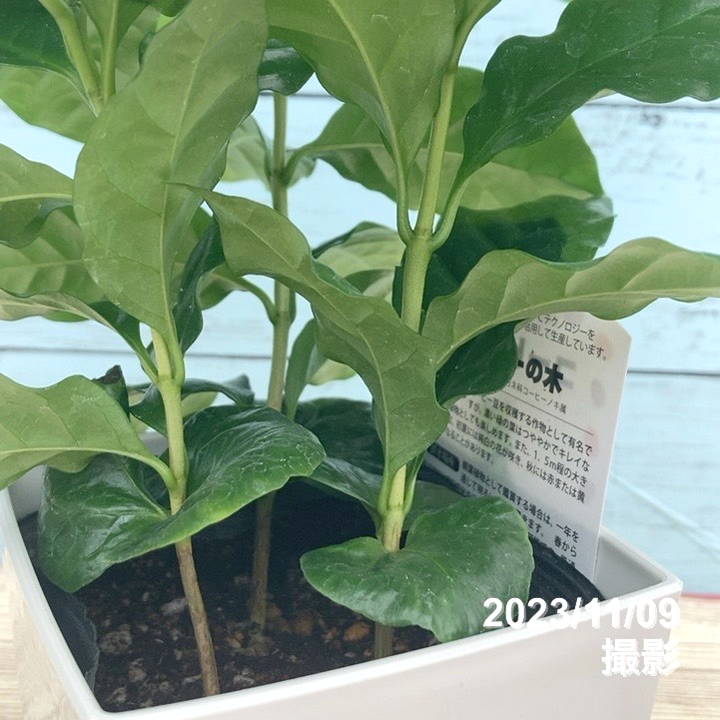 コーヒーの木 4号(3本植え)白プラ鉢|観葉02-D2