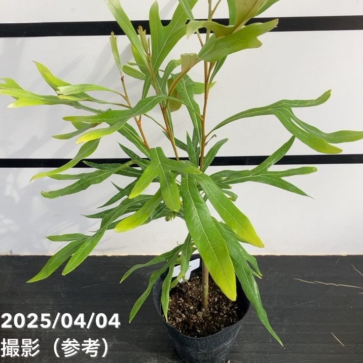 ラマポ/R.ramapo交配ツツジ/大株【現品発送】管理70155《植木/庭木》