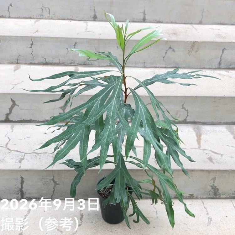 グレビレア バイレアナ 4号｜花木10-TU | 花木・庭木,[オージー