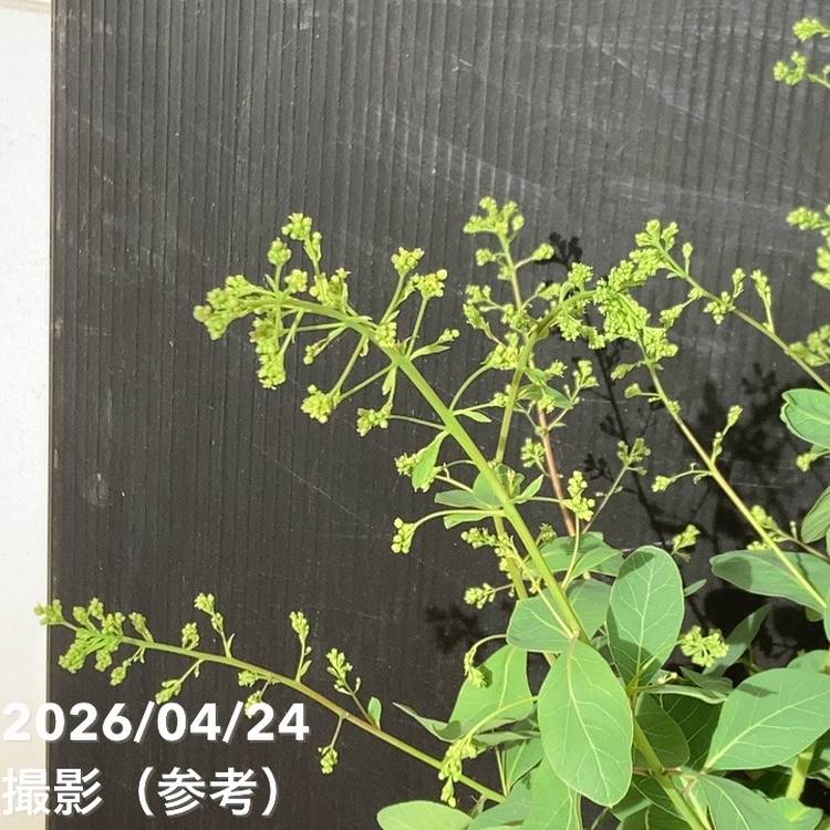 スモークツリー ベストピンク 6号｜花木04-PA | 花木・庭木,スモーク