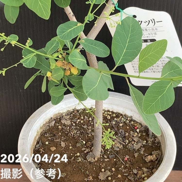 スモークツリー ベストピンク 6号｜花木04-PA | 花木・庭木,スモーク