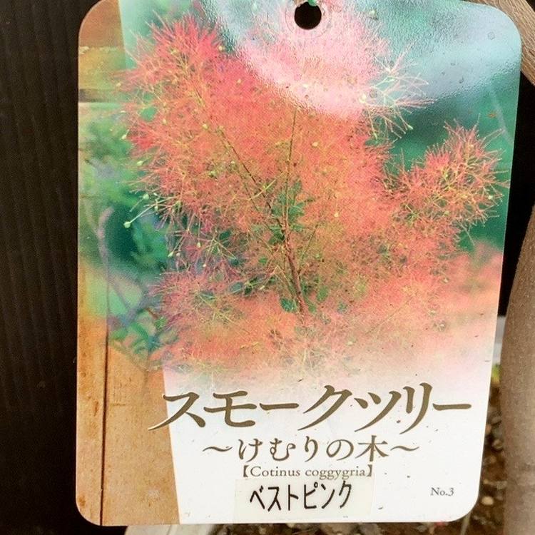 スモークツリー ベストピンク 6号｜花木04-PA | 花木・庭木,スモーク