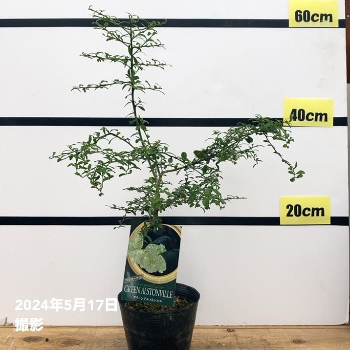 フィンガーライム 4.5号 グリーンアルストンビル｜柑橘｜果樹10-TU