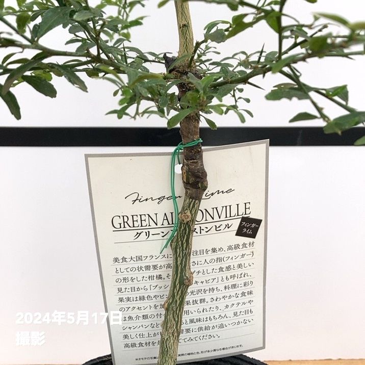 新年セール　金柑 中型観葉植物 楽天市場】【予約割引100円OFF】【培養土プレゼント中】金柑 寧波金柑