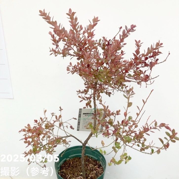 ブルーベリー インディゴブルー 6号｜果樹10-TU | 果樹,ブルーベリー