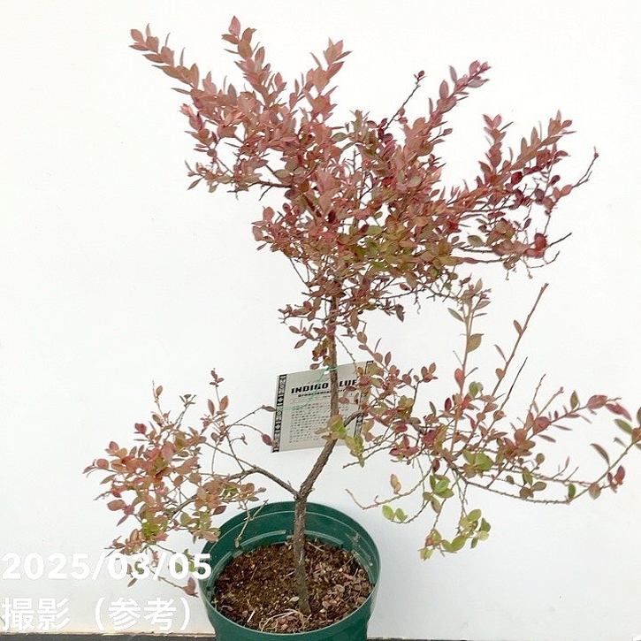 ブルーベリーの木⑥ ブルーベル】 3年生苗 6号ポット ラビットアイ系・ブルーベリー