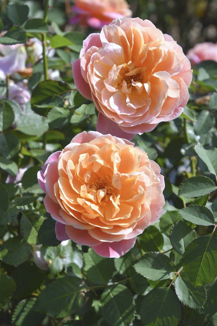 バラ大苗 タペストリー 7号 ロサ・オリエンティス｜花木04-PA | 花木