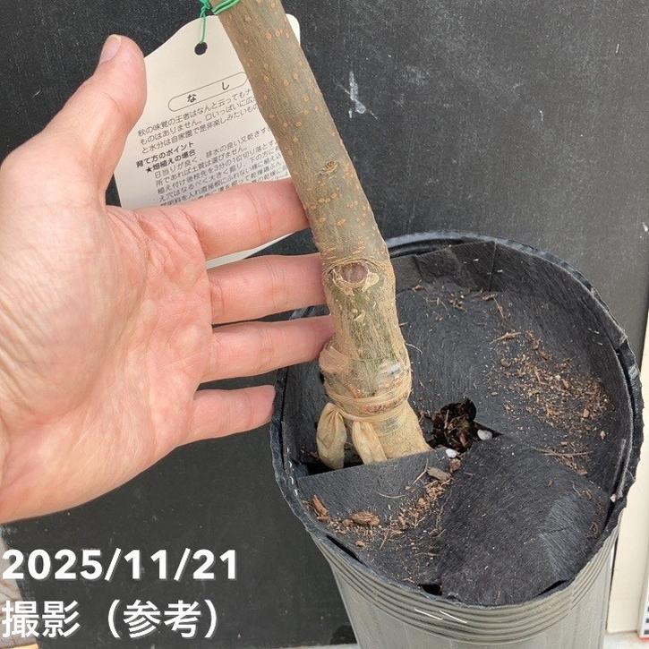 梨 ナシ 幸水 コウスイ 4～5号ロングポット 2年生｜果樹04-PA | 果樹