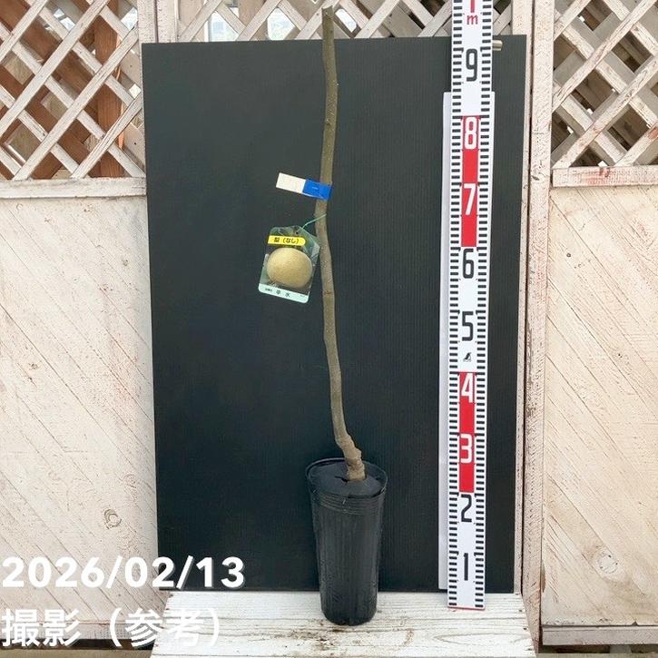 梨 ナシ 幸水 コウスイ 4～5号ロングポット 2年生｜果樹04-PA | 果樹