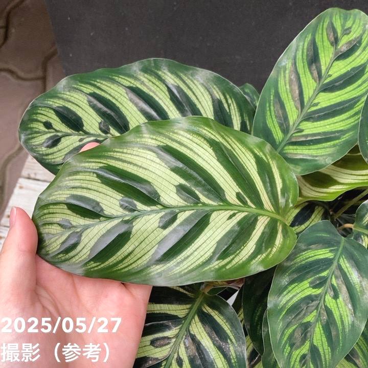 カラテア マコヤナ 6号｜観葉04-PA | 観葉・多肉,カラテア | 赤塚