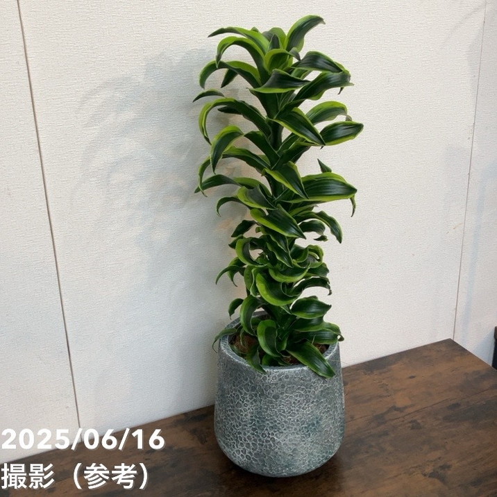 現品お届け】赤塚オリジナルインテリアグリーン ドラセナ トルネード