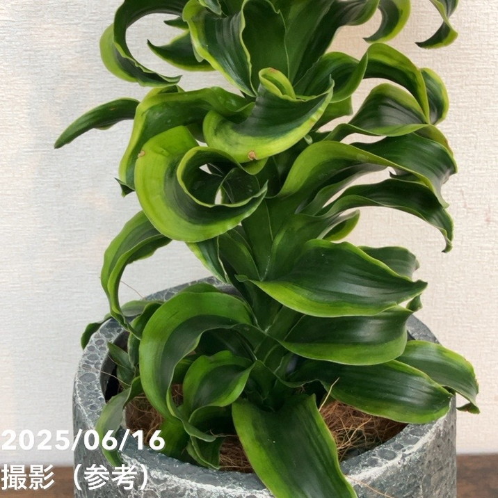 現品お届け】赤塚オリジナルインテリアグリーン ドラセナ トルネード