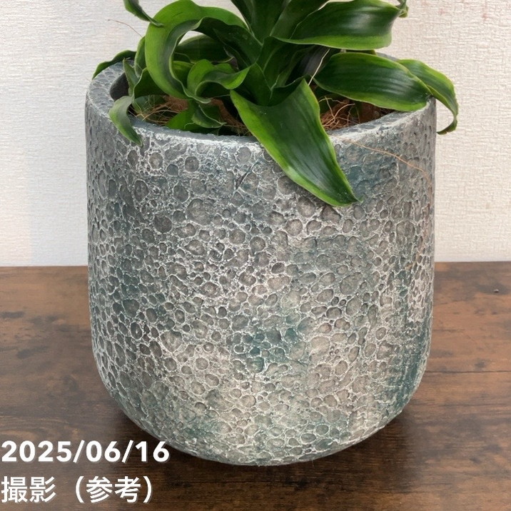 現品お届け】赤塚オリジナルインテリアグリーン ドラセナ トルネード