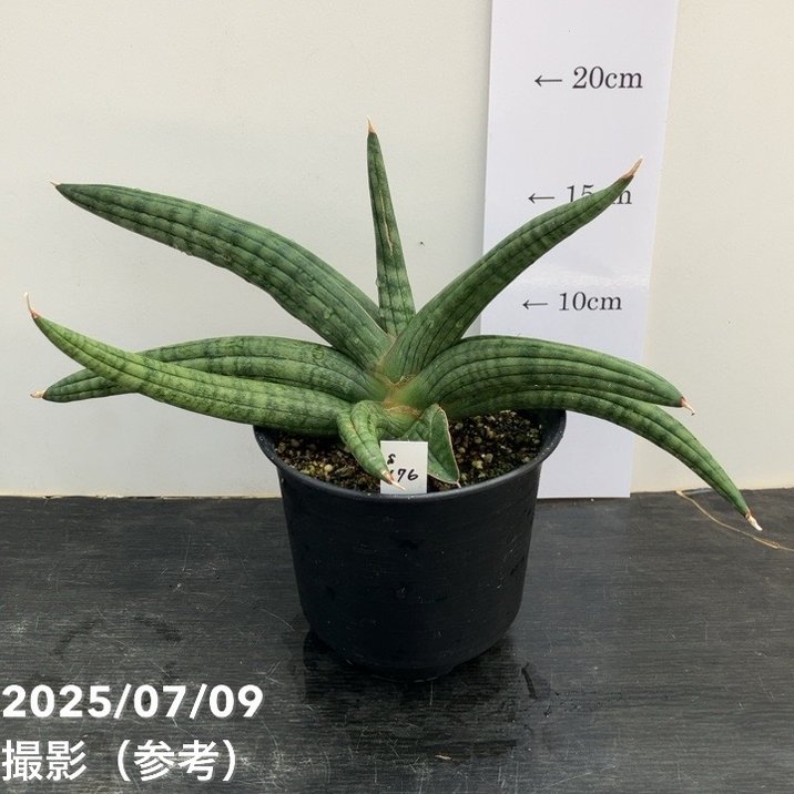 n*i様 S3599★オークション販売★ サンスベリア Irisbela 特大株 n*i様 S3599☆オークション販売☆ サンスベリア Irisbela 特大株