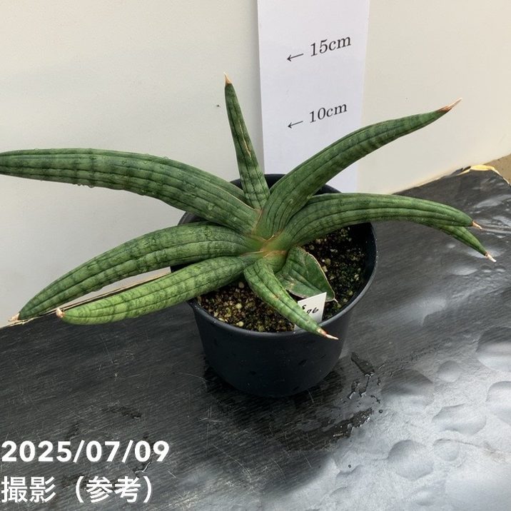 龍正   鉢 Amazon.co.jp: 作家 高賀龍正 緑青銅丸鉢（高賀窯）盆栽鉢 緑色