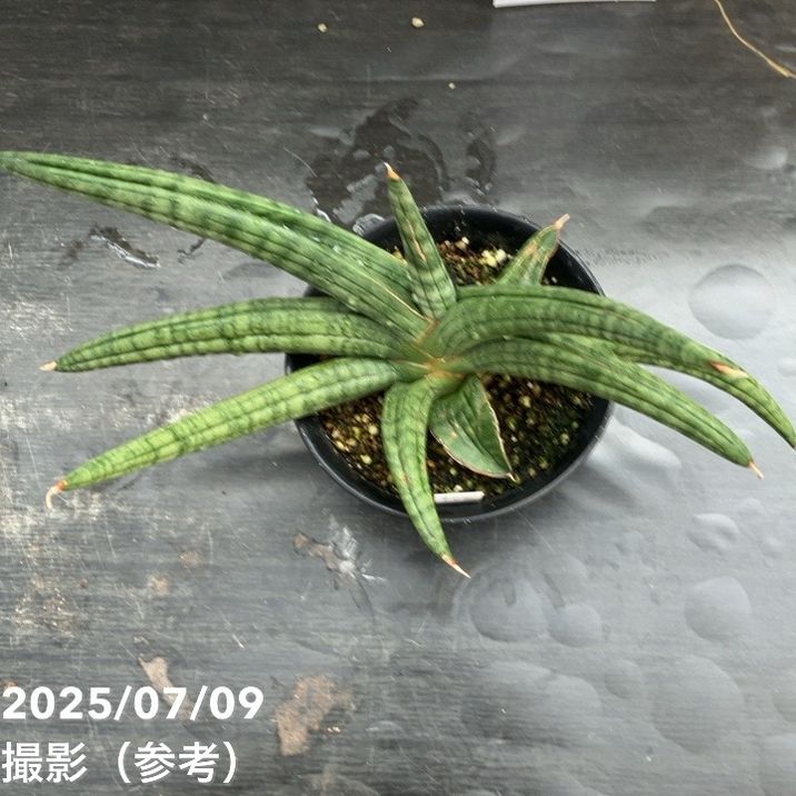 龍正   鉢 Amazon.co.jp: 作家 高賀龍正 緑青銅丸鉢（高賀窯）盆栽鉢 緑色