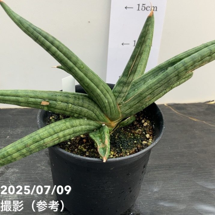 現品お届け】サンスベリア 5号 龍の爪（Dragon nail）黒プラ鉢（S176