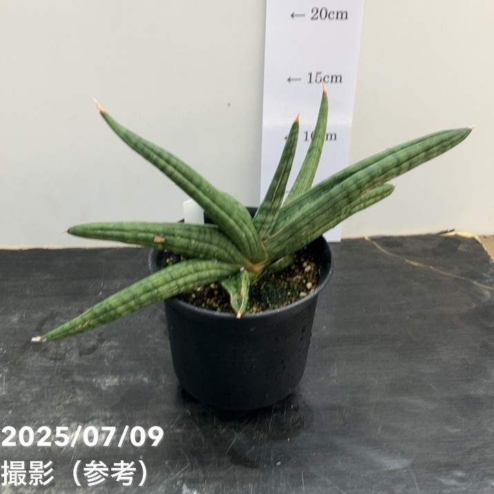 サンスベリア 現品お届け】サンスベリア 5号 龍の爪（Dragon nail）黒プラ鉢（S176