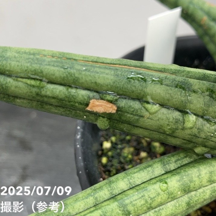 期間限定10％OFF！】【現品お届け】サンスベリア 5号 龍の爪（Dragon