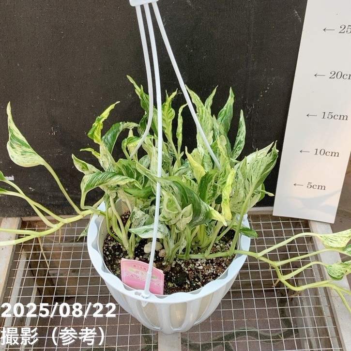 【現品・鉢まま出荷】希少　ポトス　テルノマドンナ　５号吊り鉢 現品・鉢まま出荷】希少 ポトス テルノマドンナ 5号吊り鉢